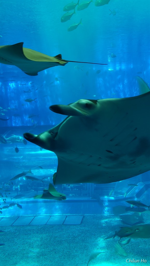 沖縄美ら海水族館
